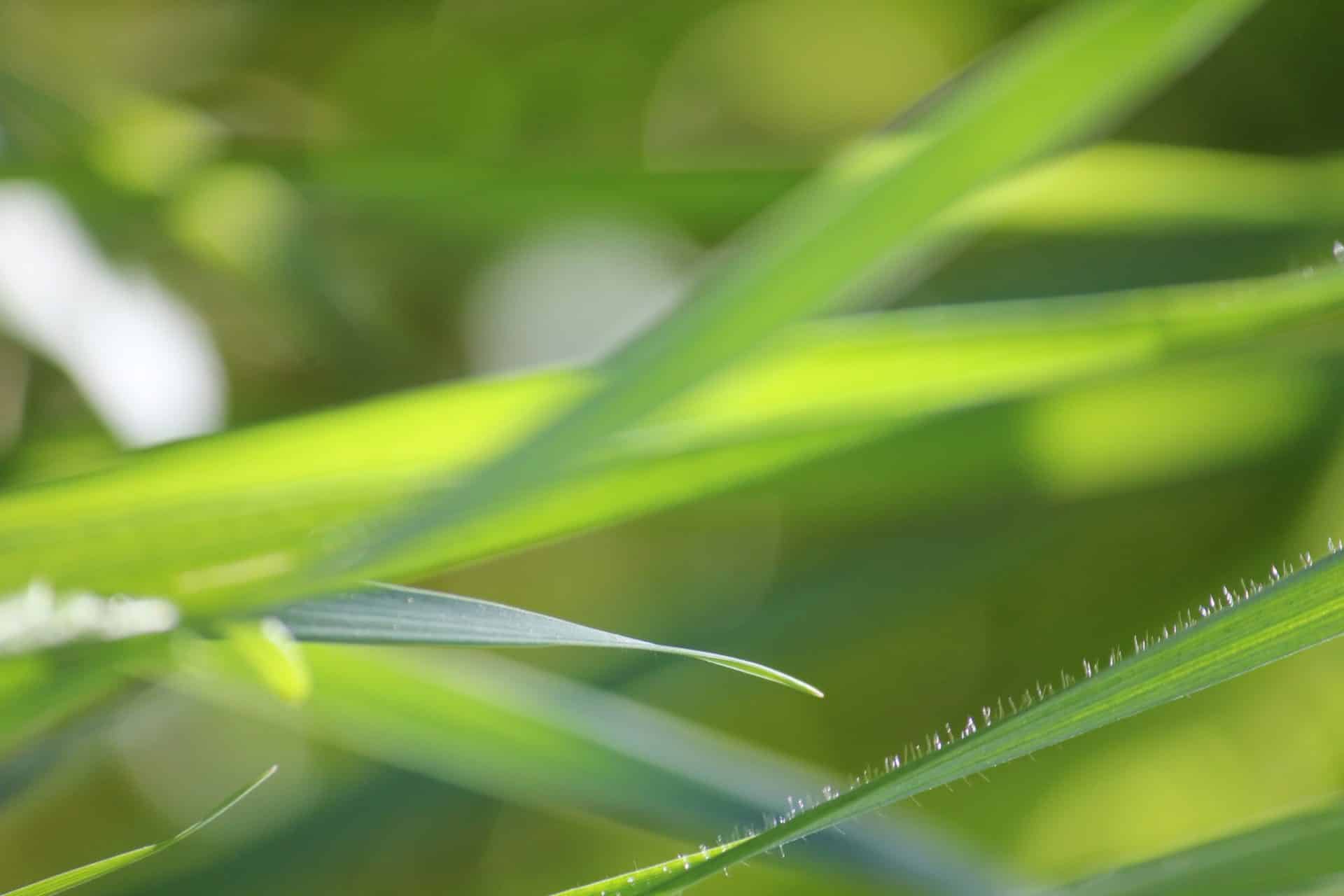 Vihreitä lehtiä lähikuvassa.