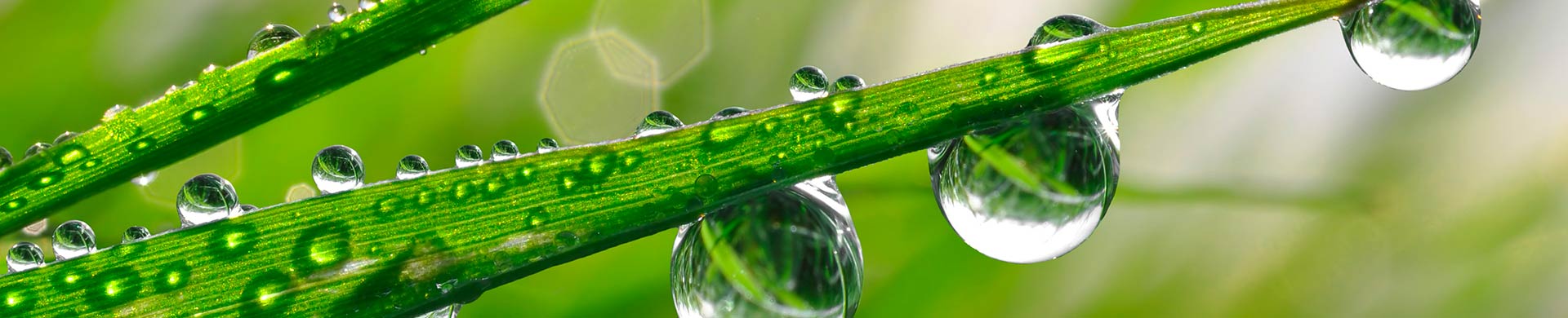 Vesipisaroita ruohossa.