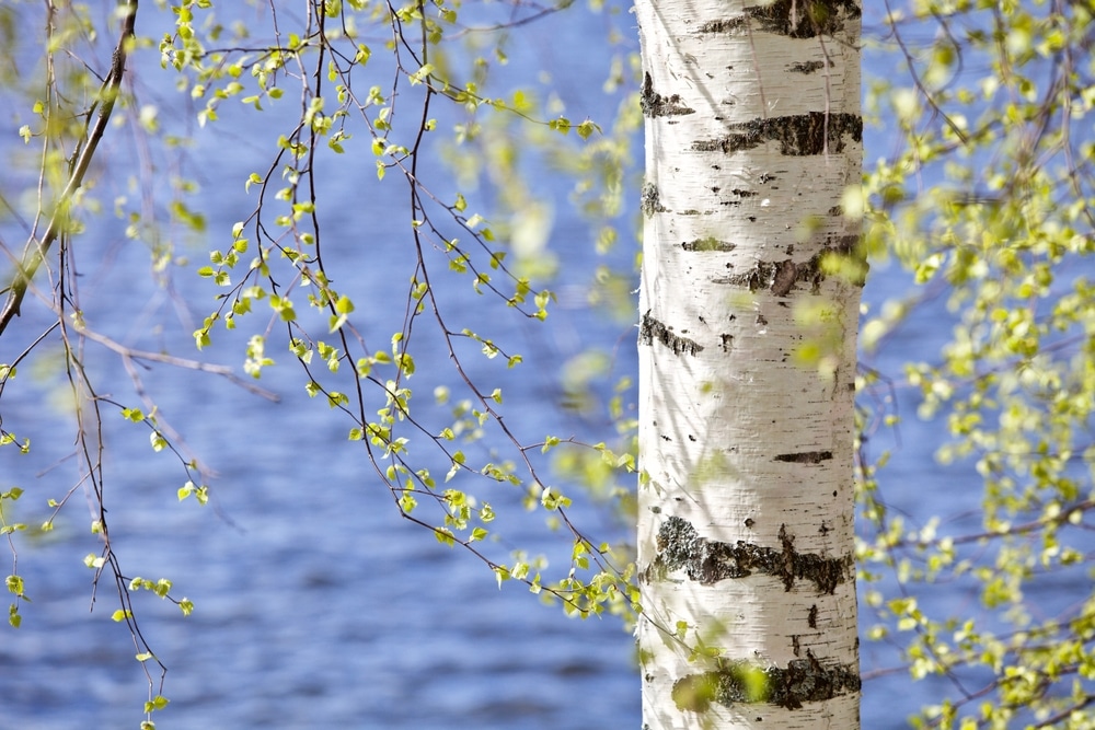 Koivun lehtiä keväällä.