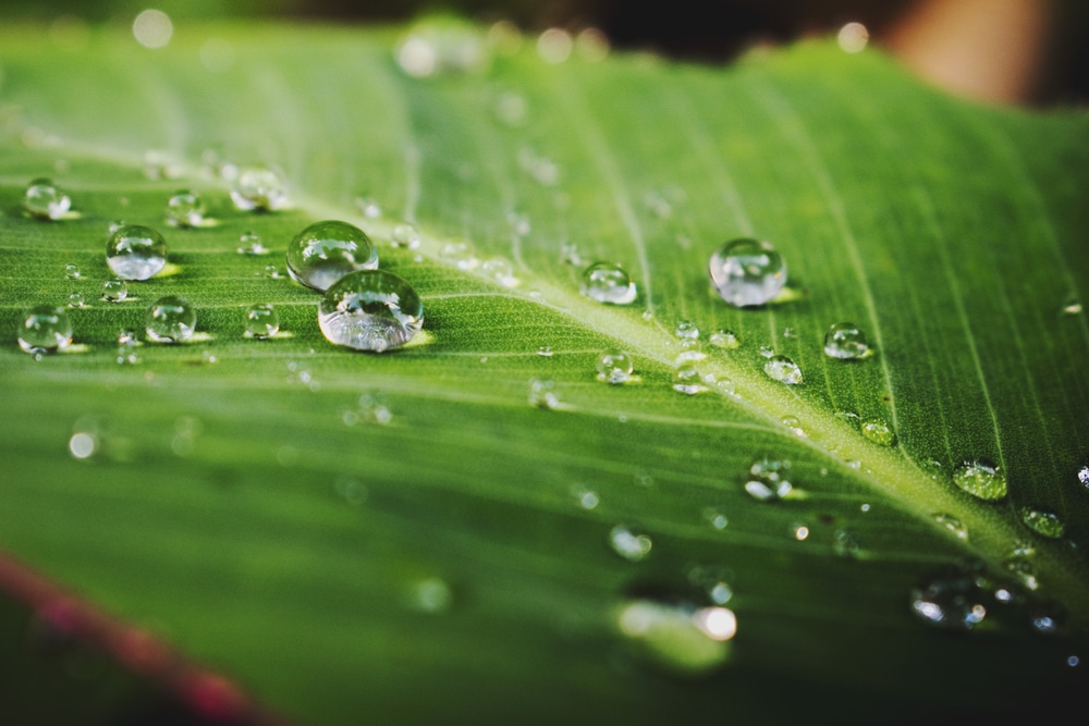 Pisaroita lehdellä.