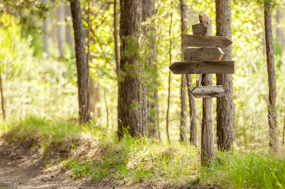 Tienviittoja metsässä. Kuvaa eri polkuja työelämän varrella.